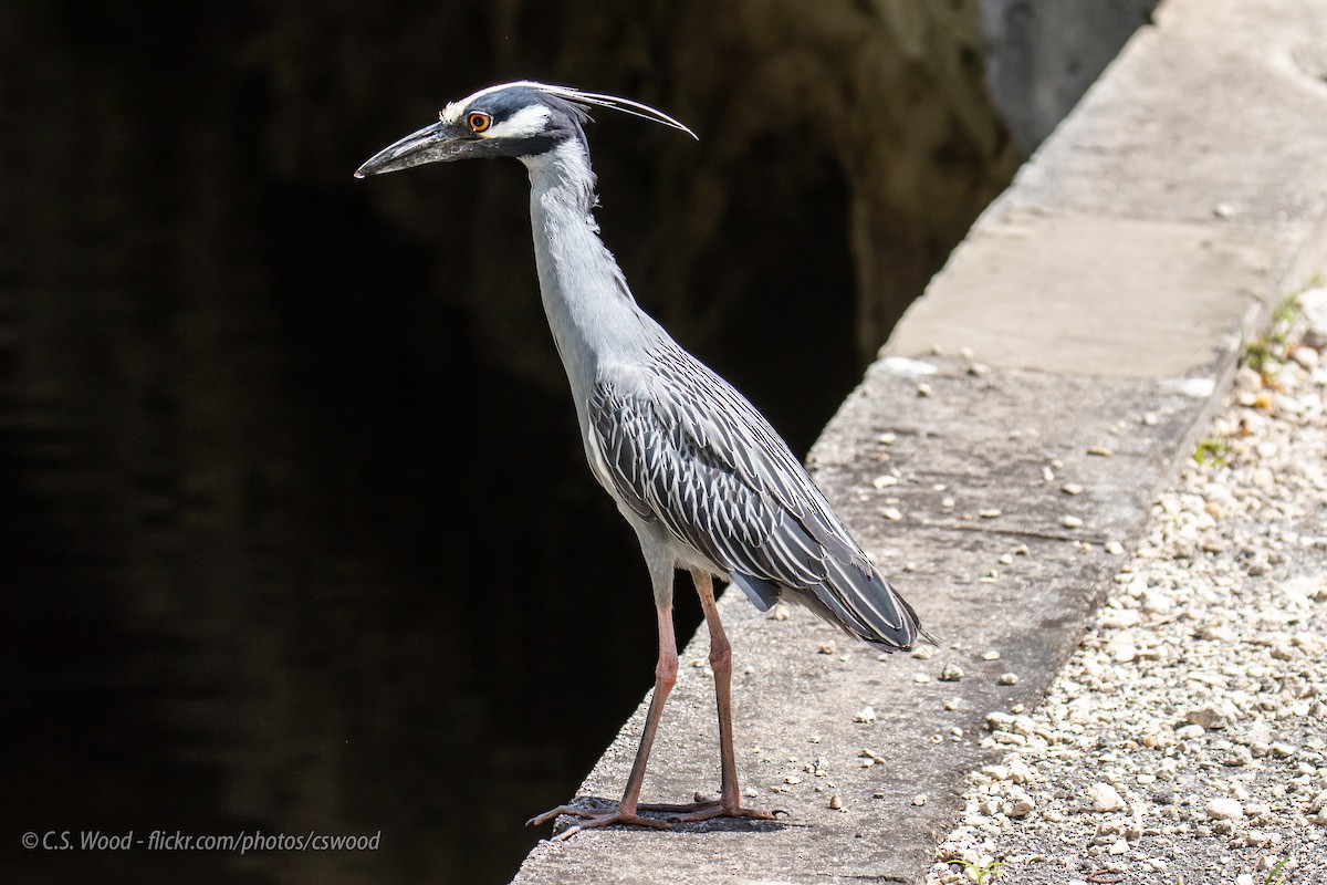 Yellow-crowned Night Heron - ML156232781