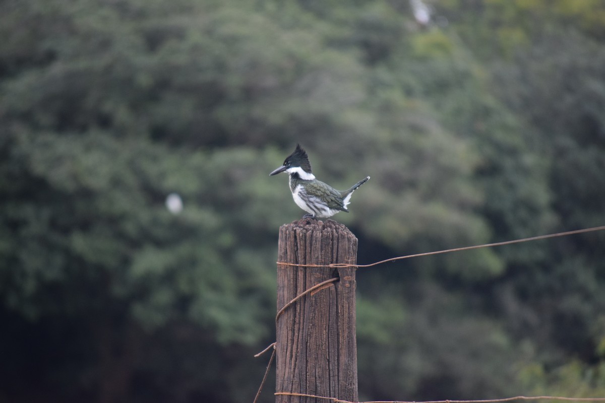 Amazon Kingfisher - Gabriela Da Silva Bo