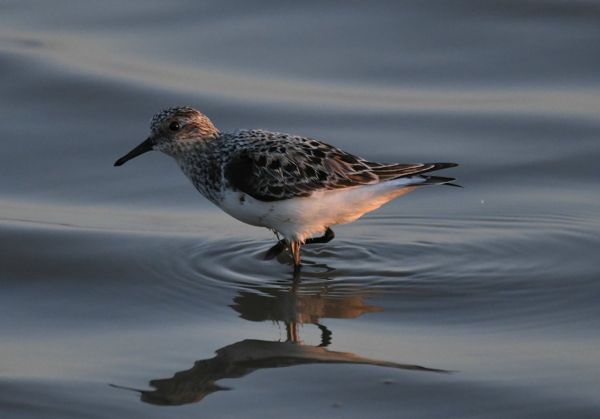 Bécasseau sanderling - ML156235141