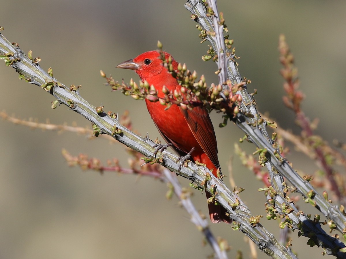 Summer Tanager - Steve Calver