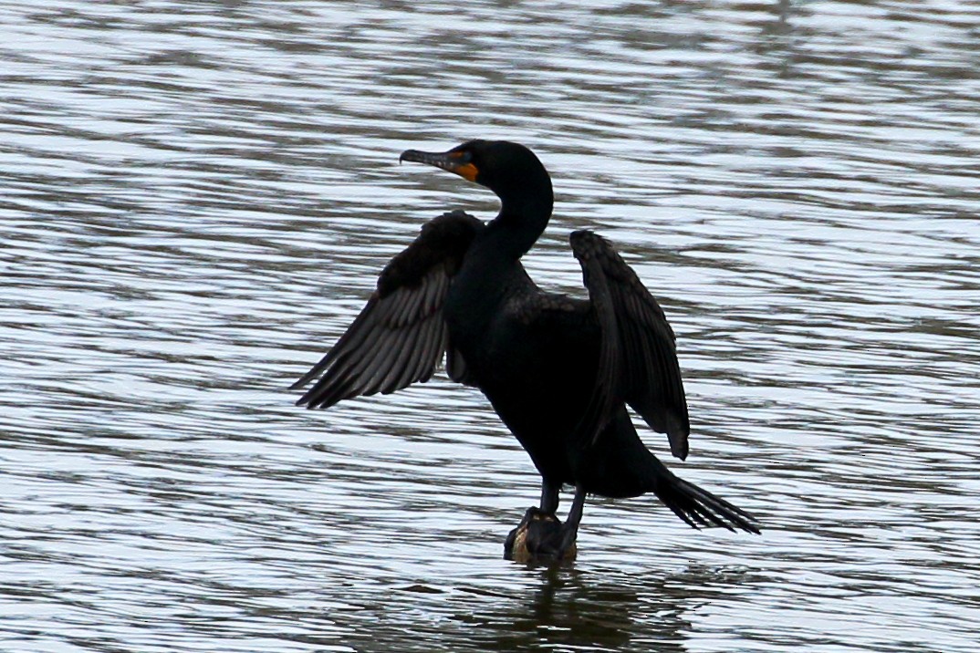 Cormoran à aigrettes - ML156236191