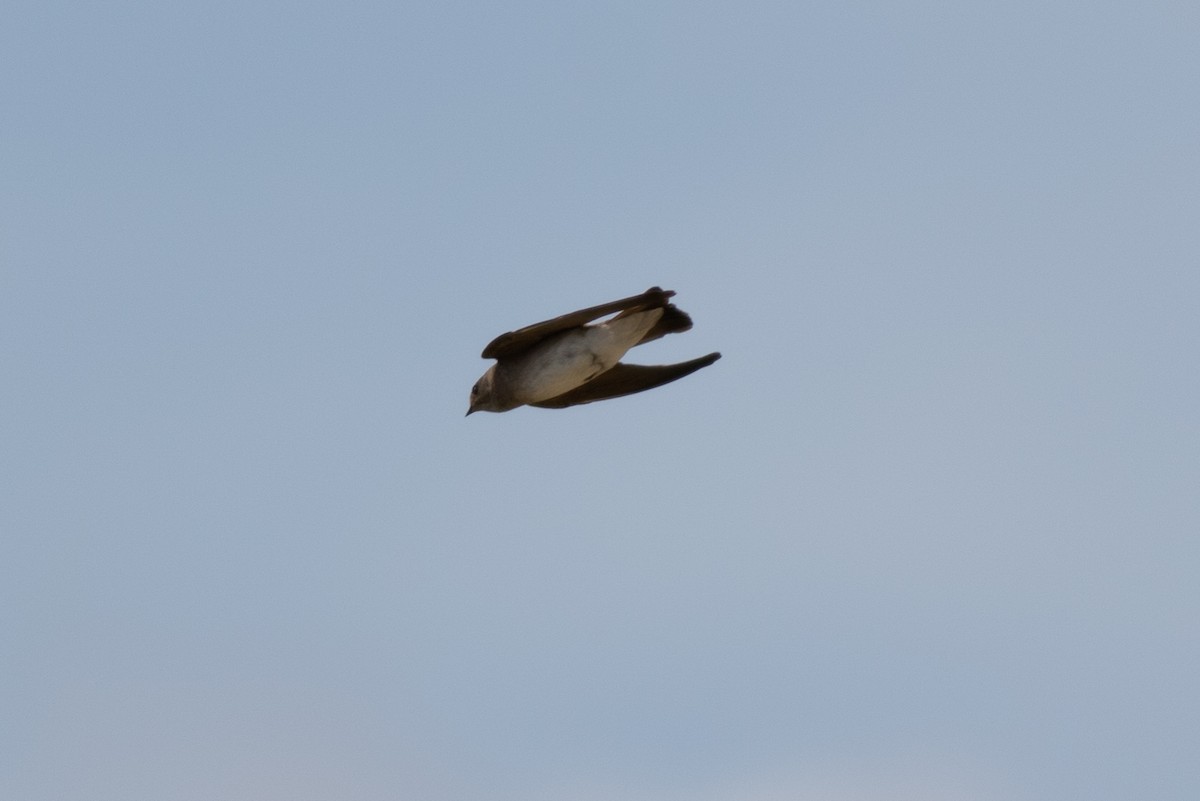 Northern Rough-winged Swallow - ML156237291