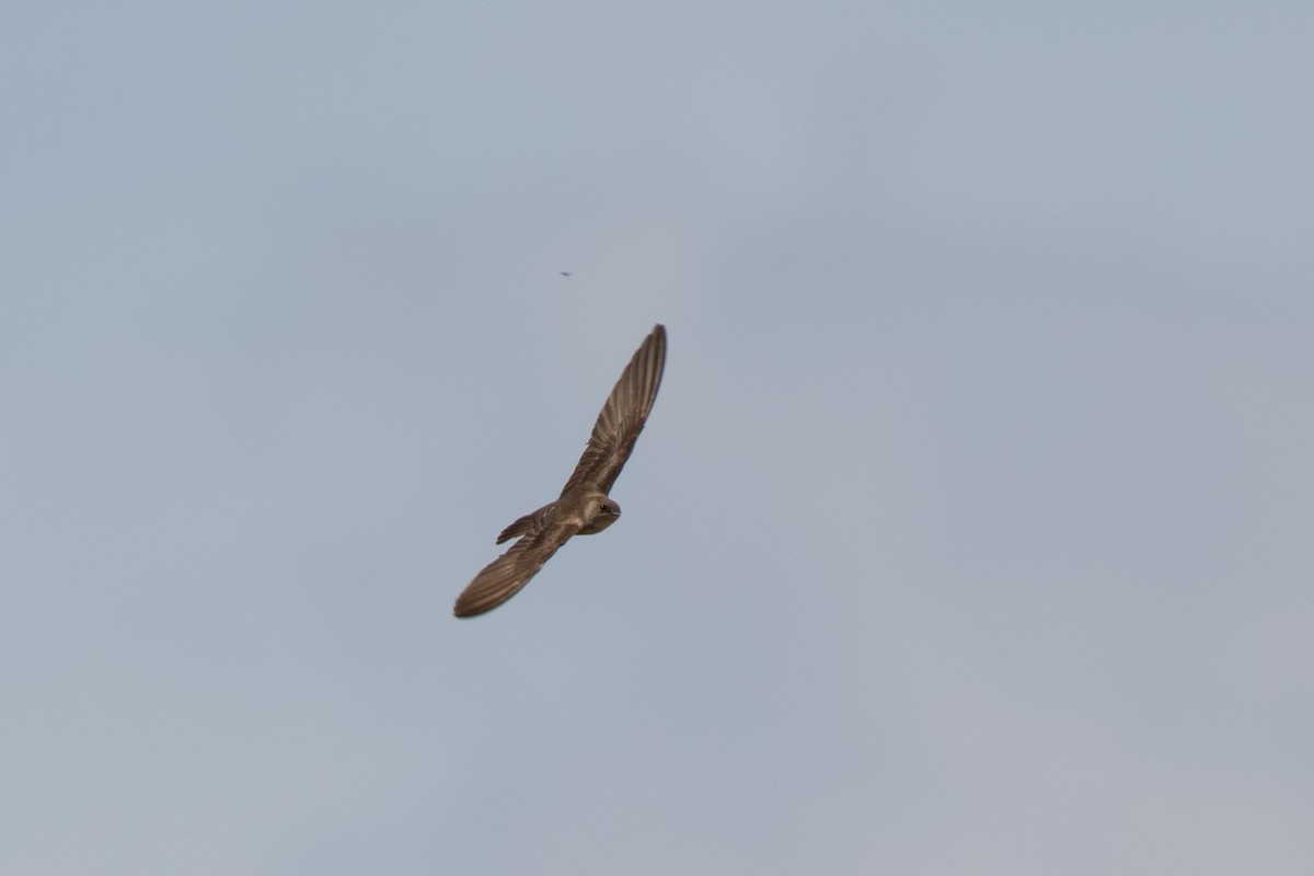 Northern Rough-winged Swallow - ML156237311