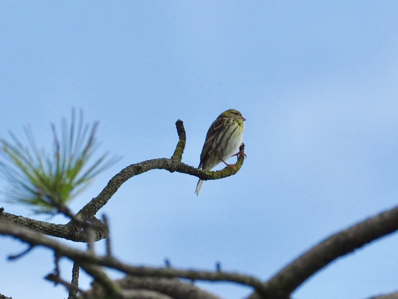 European Serin - ML156237841