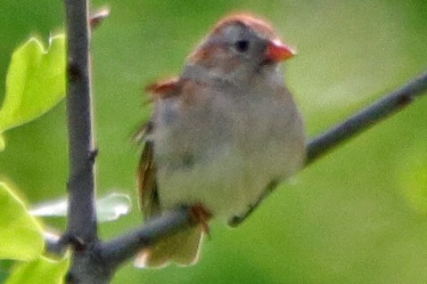 Field Sparrow - ML156240141