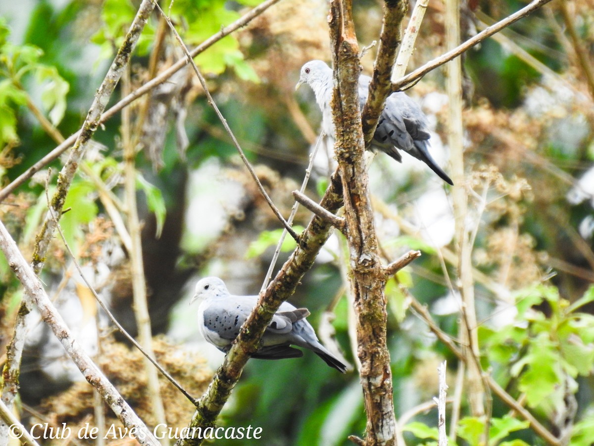 Blue Ground Dove - ML156240171