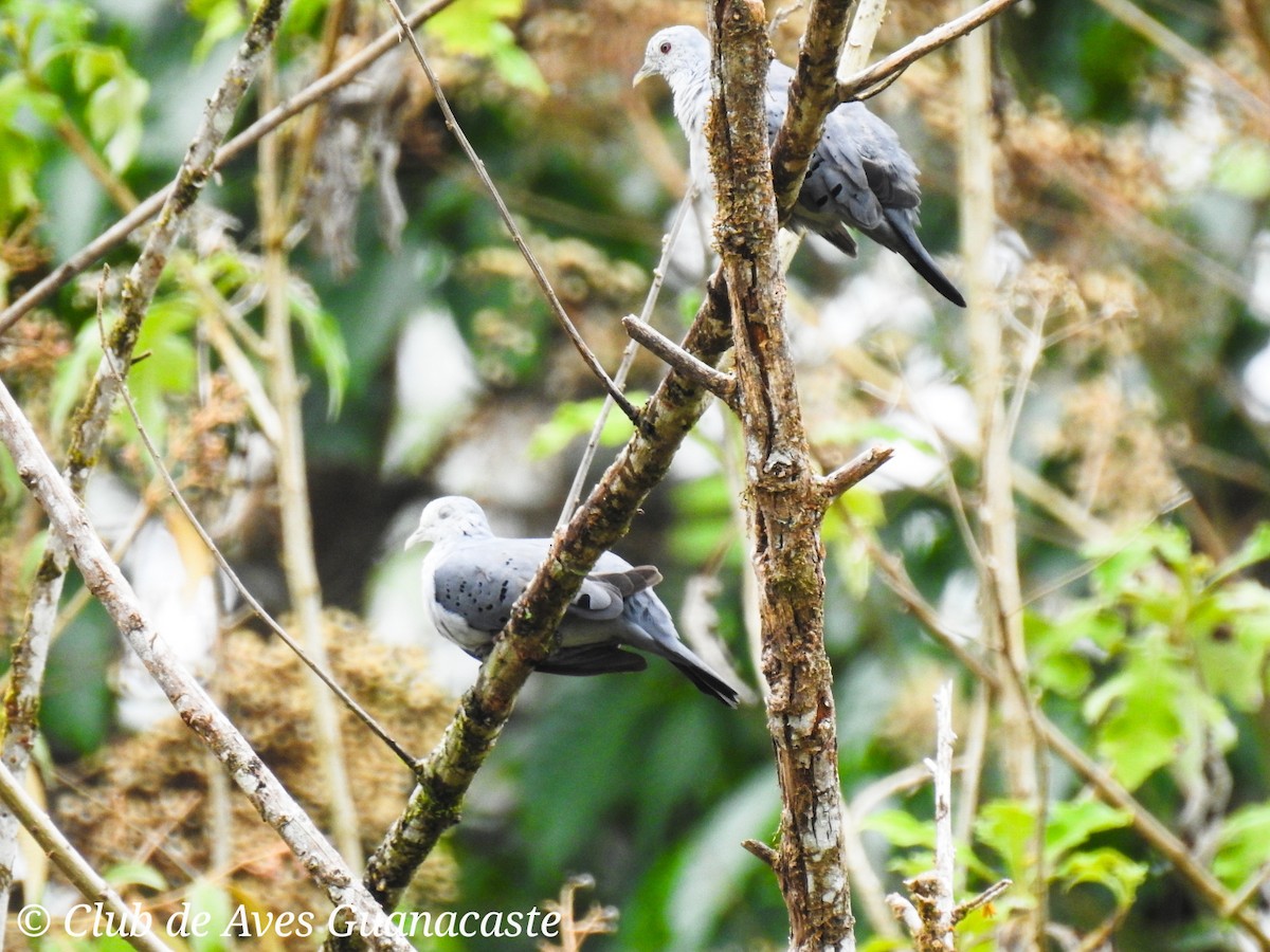 Blue Ground Dove - ML156240191