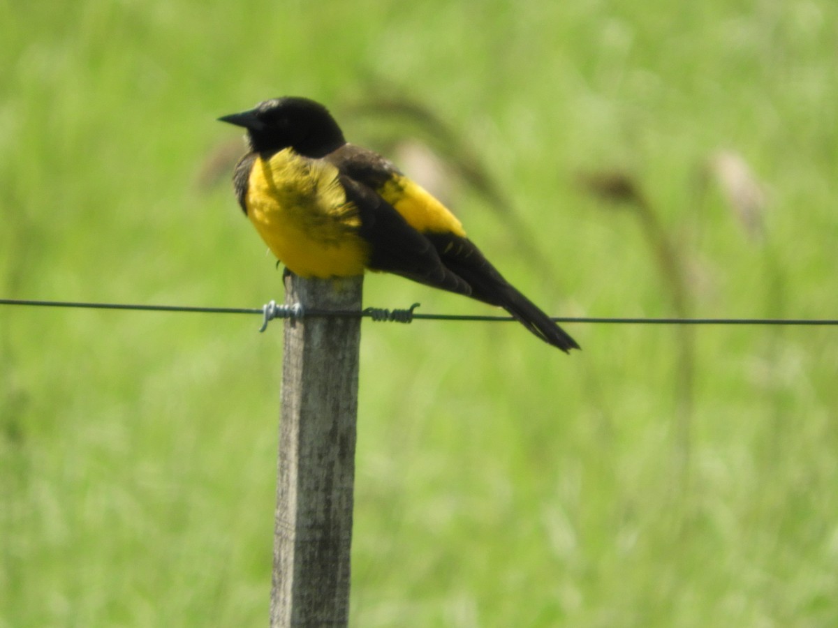Yellow-rumped Marshbird - ML156240631