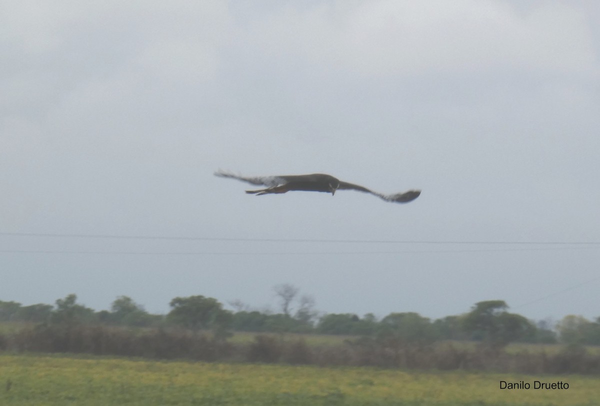 Long-winged Harrier - ML156240911