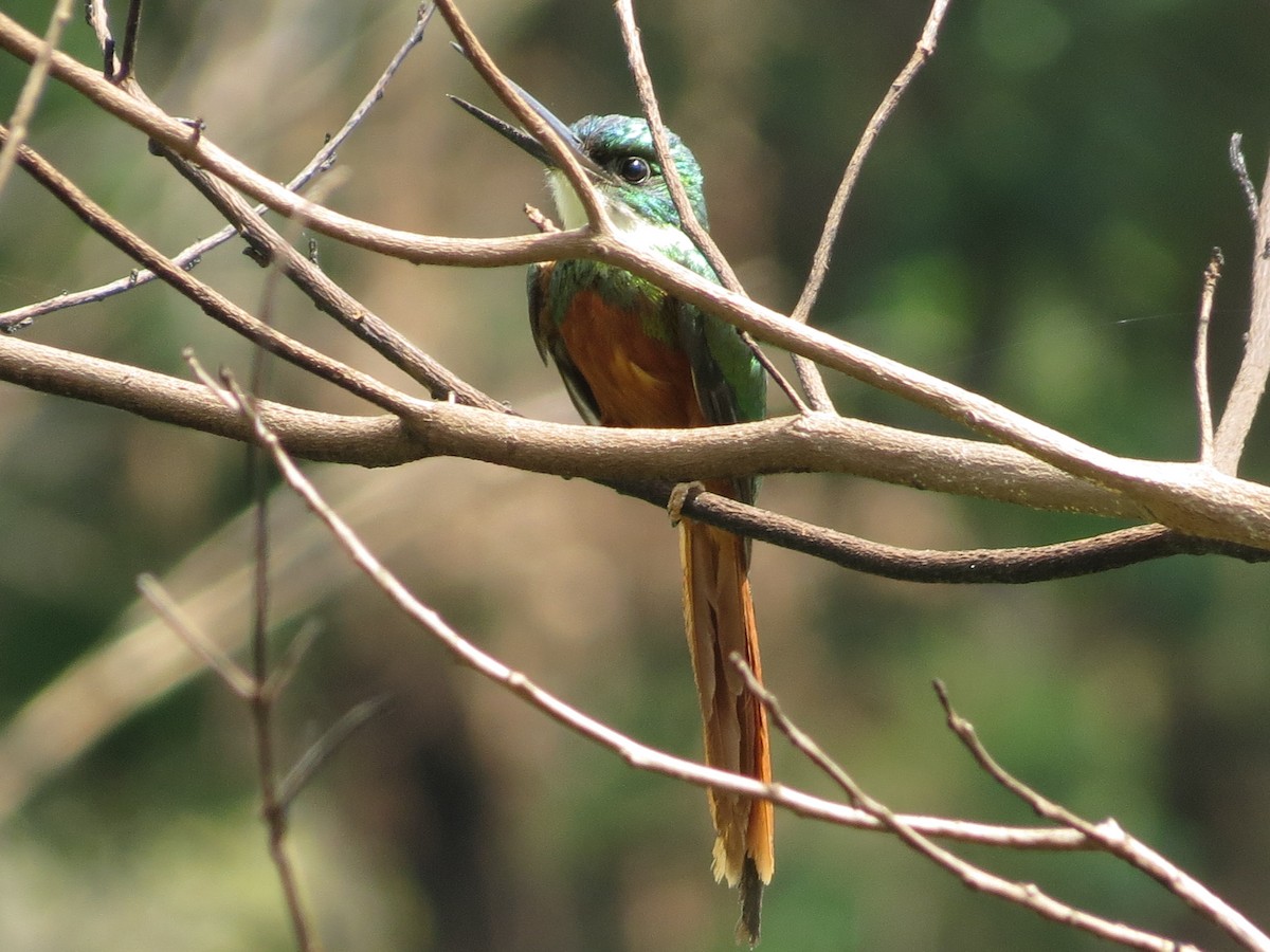 Rufous-tailed Jacamar - ML156242501