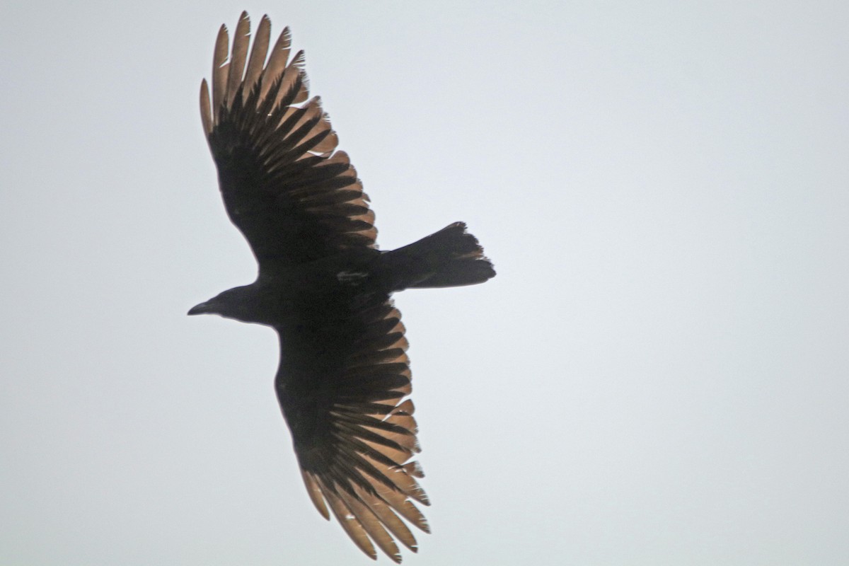 Fish Crow - ML156242931