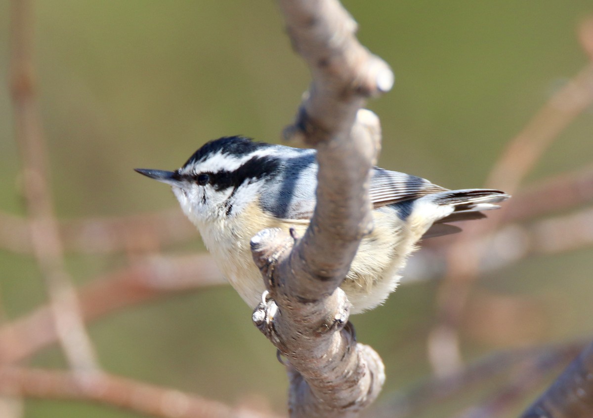 Red-breasted Nuthatch - ML156244251
