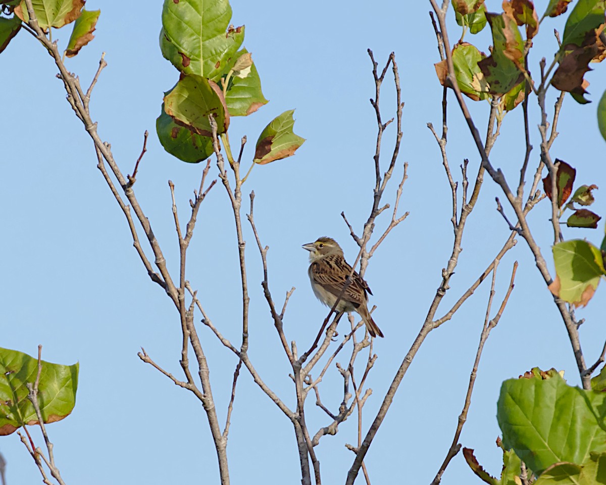 Dickcissel - ML156244591
