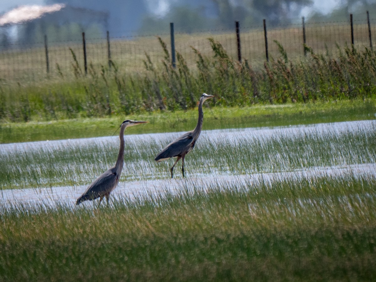 Great Blue Heron - Lee Friedman