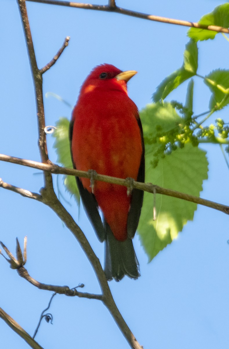 Scarlet Tanager - ML156246011