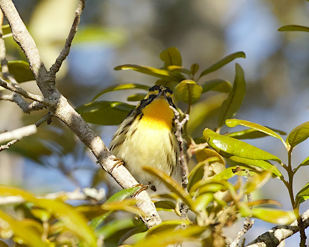 Blackburnian Warbler - ML156246071