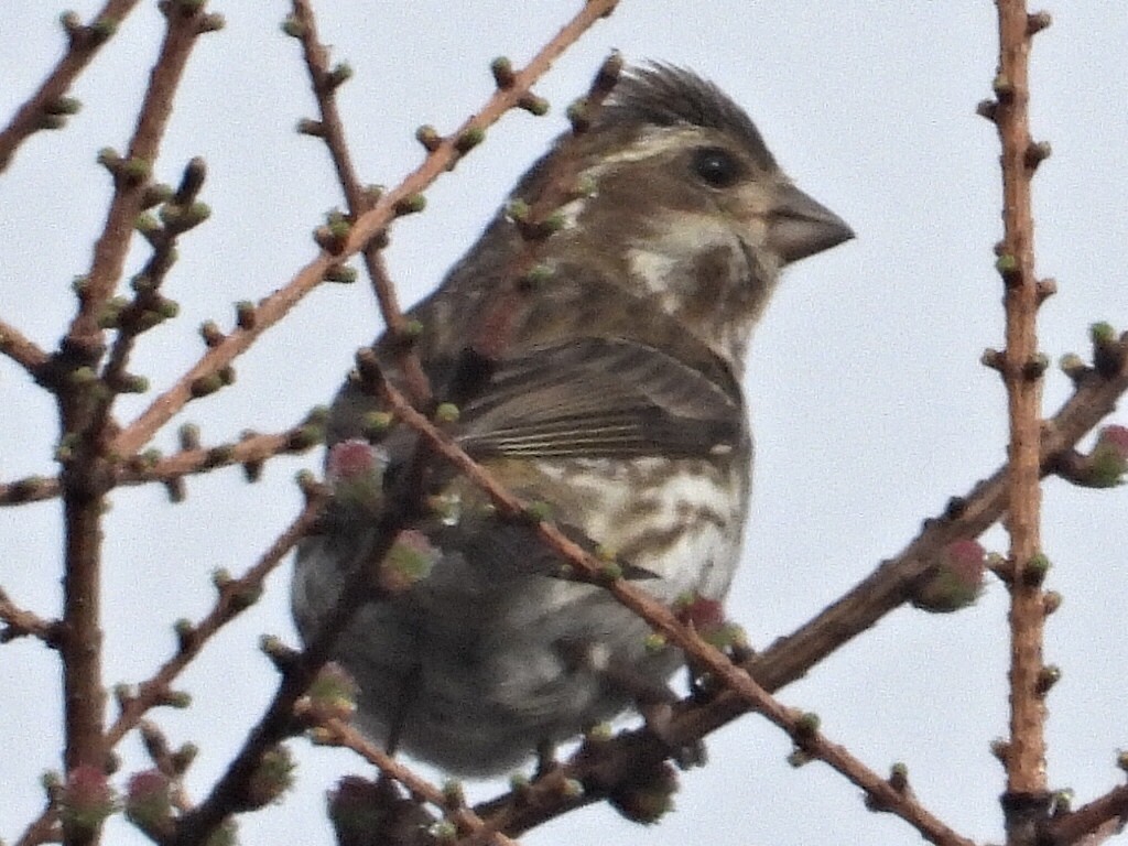 Purple Finch - Sean McHugh