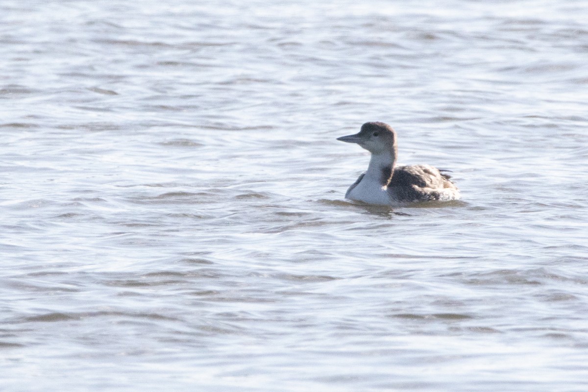 Common Loon - Anonymous