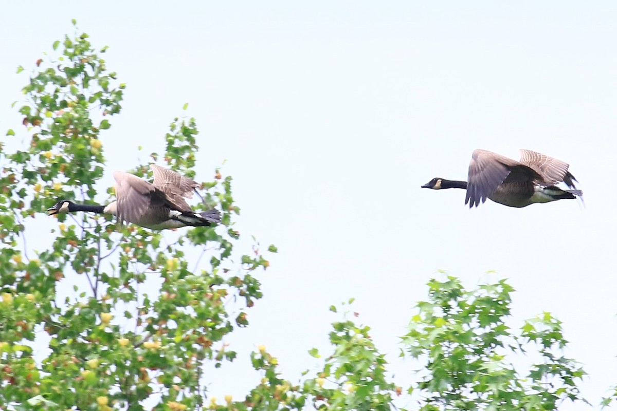 Canada Goose - ML156247341