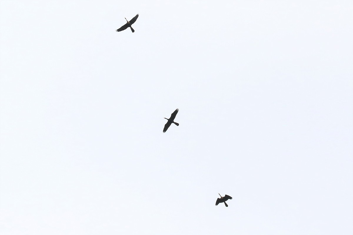 Anhinga - ML156248041