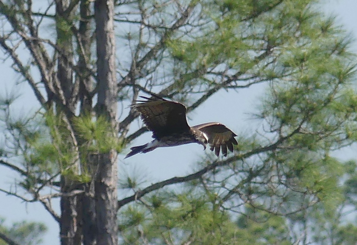 Snail Kite - ML156248471