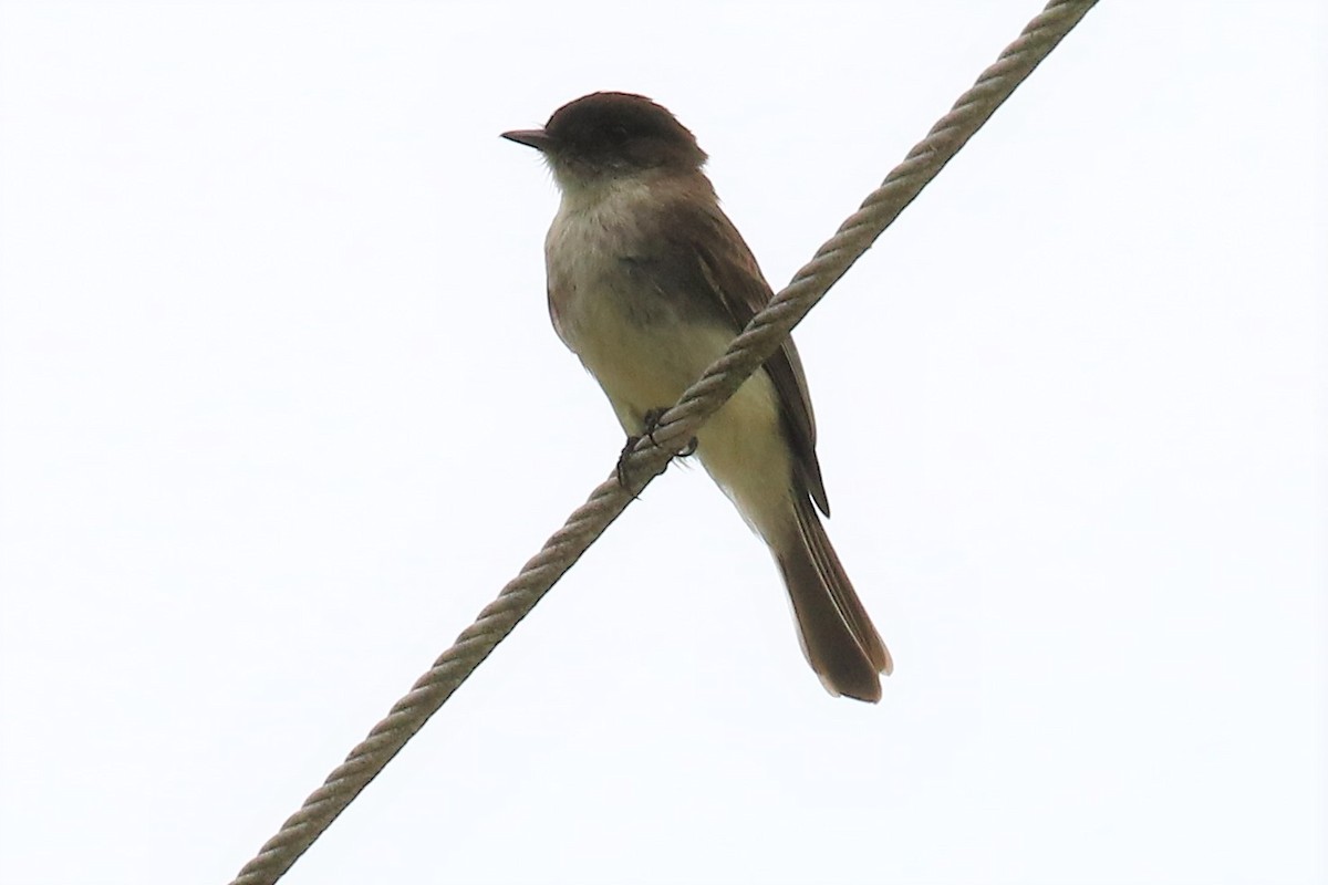 Eastern Phoebe - ML156248671