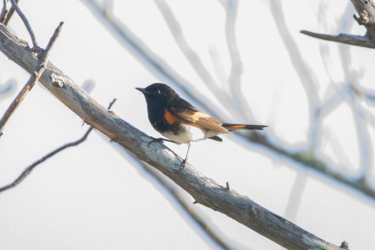 American Redstart - ML156248851