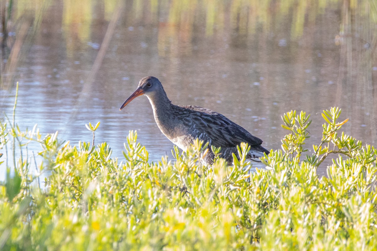 Clapper Rail - ML156248981