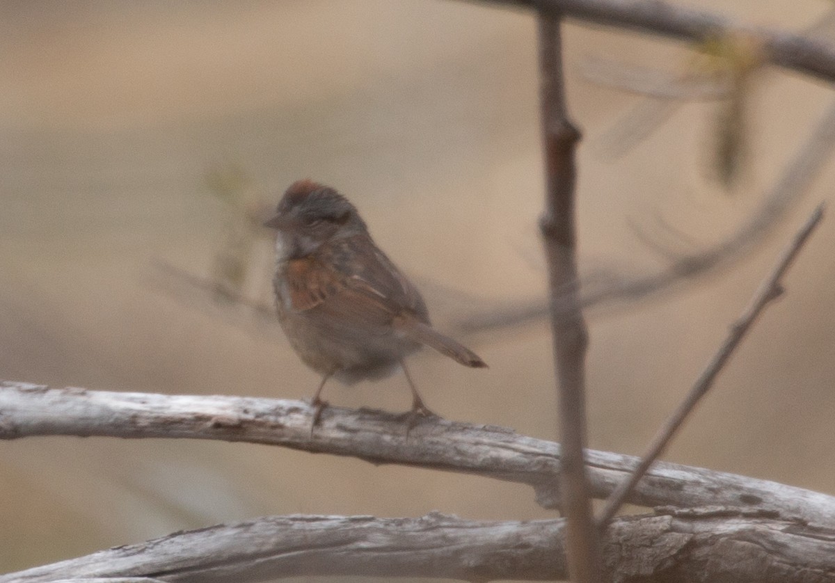 Swamp Sparrow - ML156250781