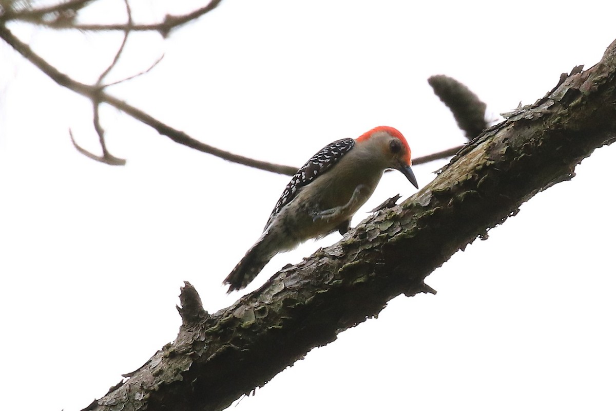 Red-bellied Woodpecker - ML156250851