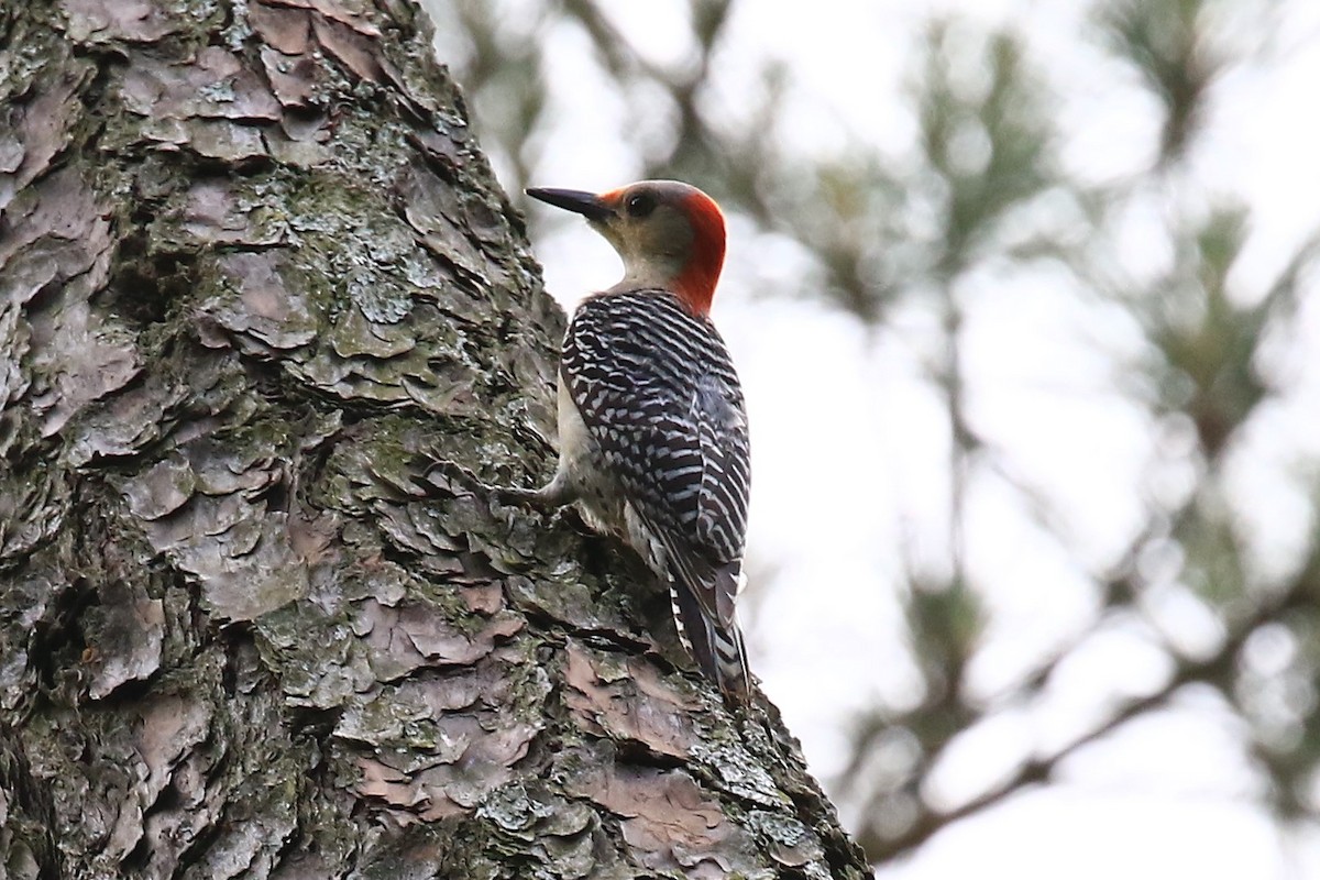 Red-bellied Woodpecker - ML156250861