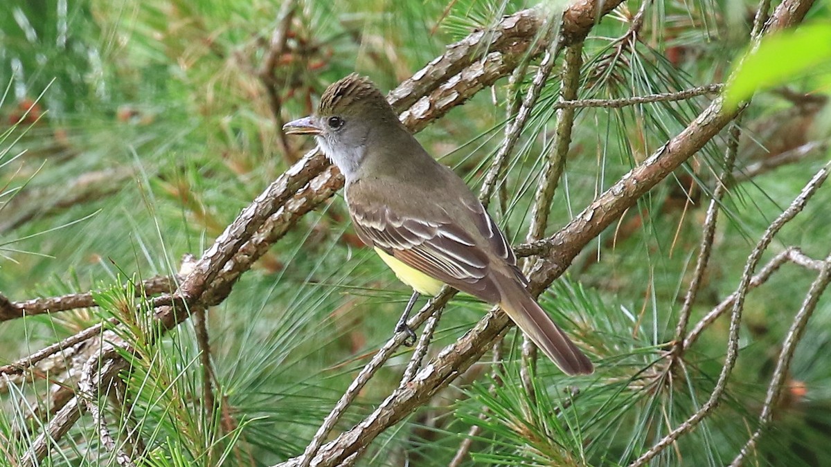 Great Crested Flycatcher - ML156251131