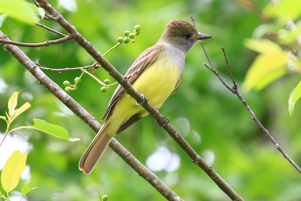 Great Crested Flycatcher - ML156251151