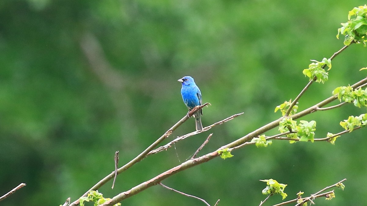 Indigo Bunting - ML156251561