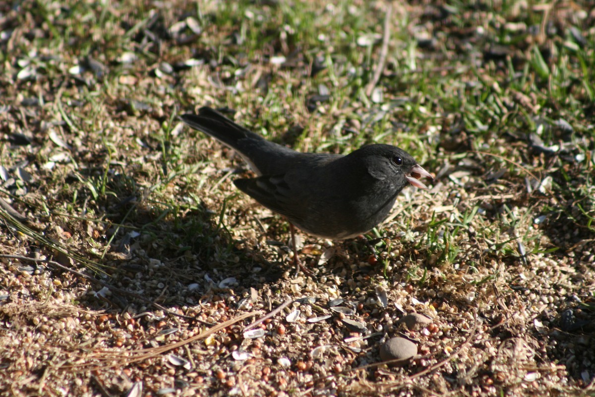 Junco Ojioscuro - ML156252271