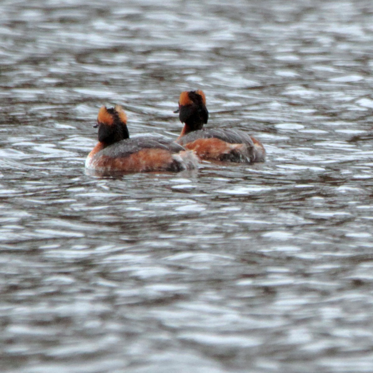 potápka žlutorohá - ML156252391