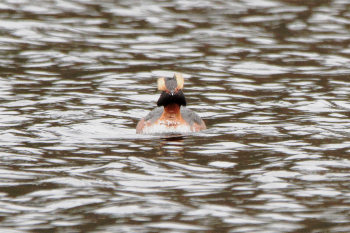 potápka žlutorohá - ML156252421