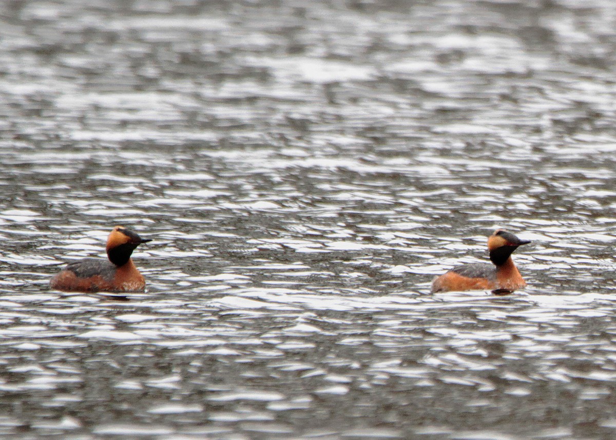 potápka žlutorohá - ML156252441