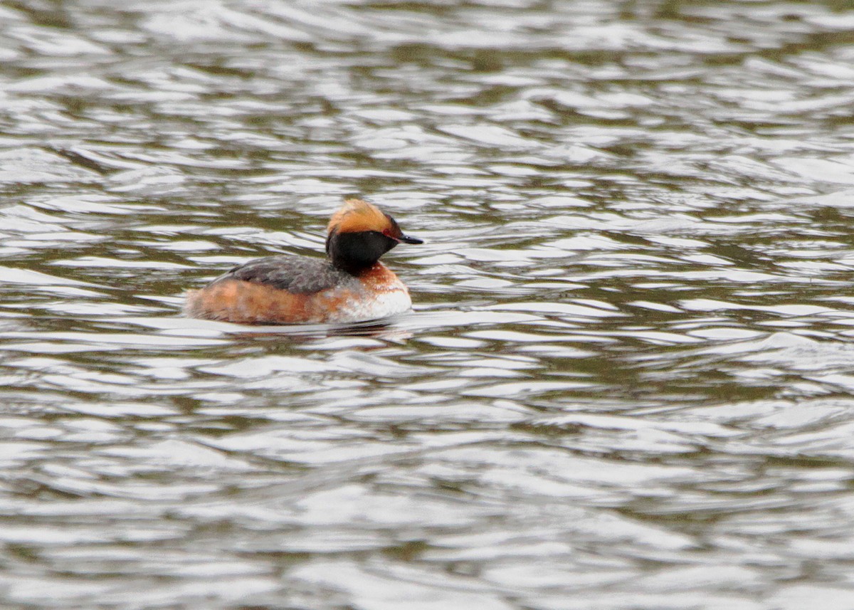 potápka žlutorohá - ML156252461