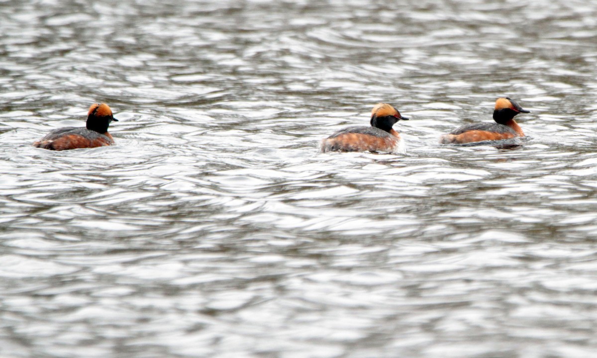 potápka žlutorohá - ML156252481