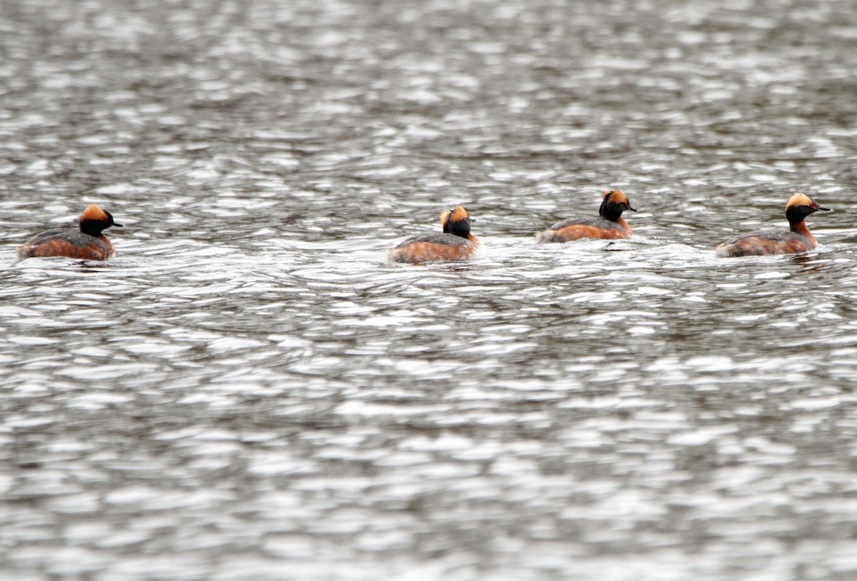 potápka žlutorohá - ML156252511