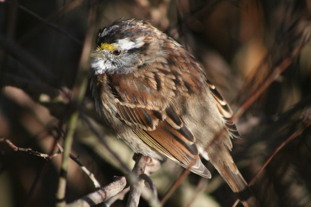 White-throated Sparrow - Drew Samsoe