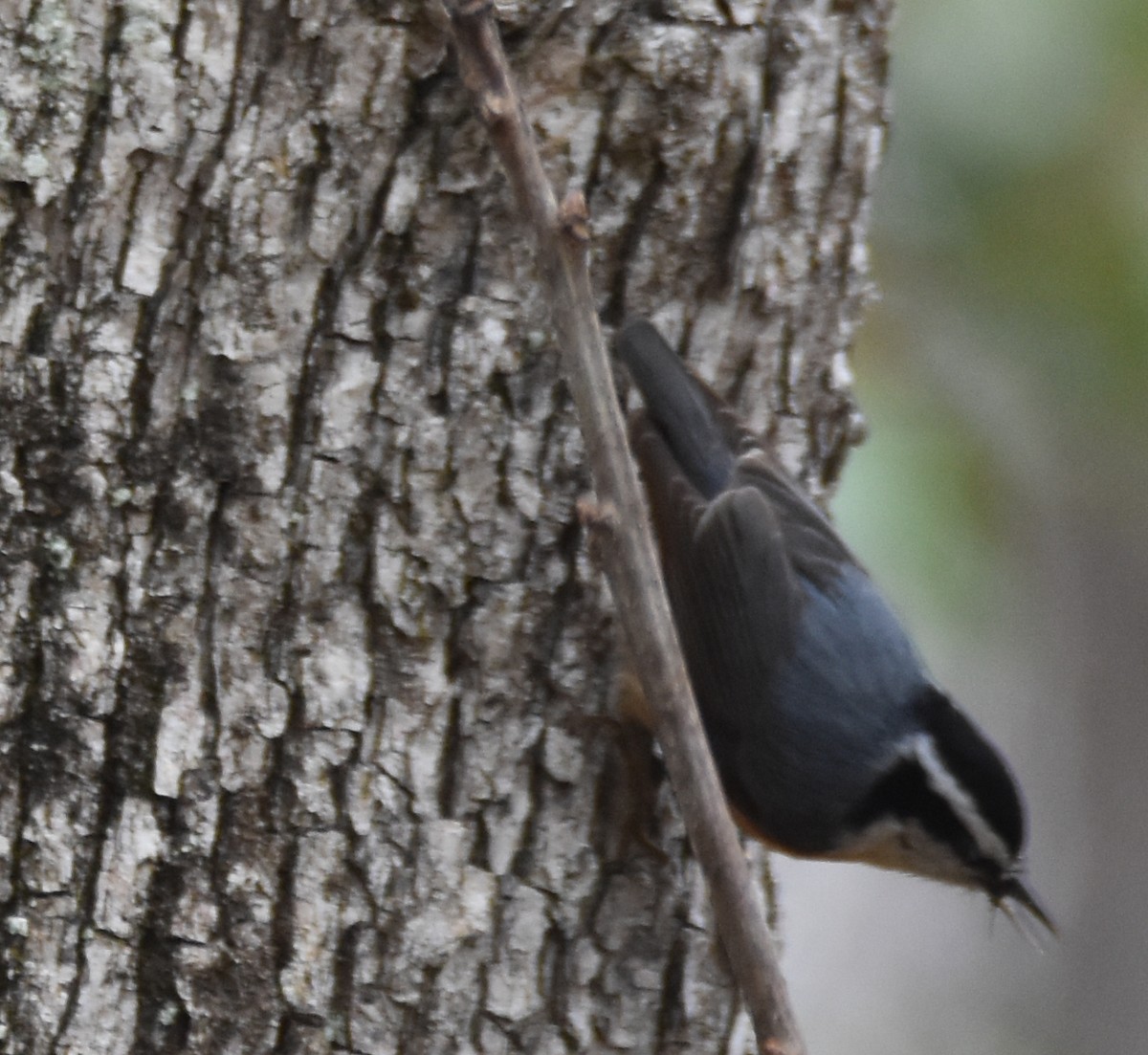 Red-breasted Nuthatch - ML156253711