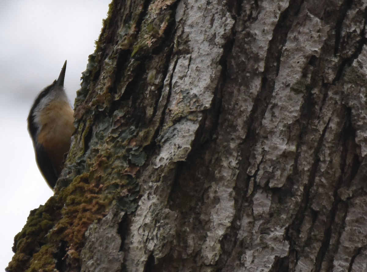 Red-breasted Nuthatch - ML156253731