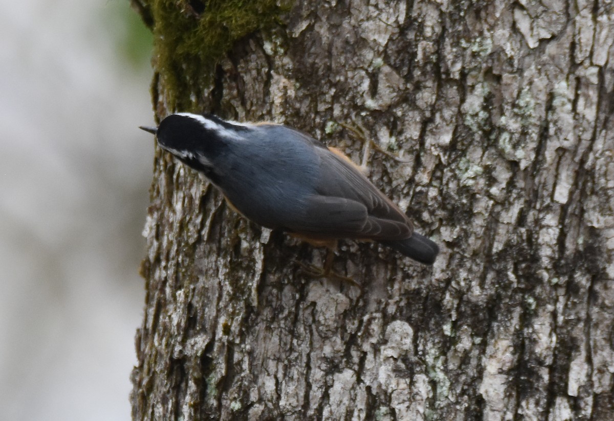 Red-breasted Nuthatch - ML156253741