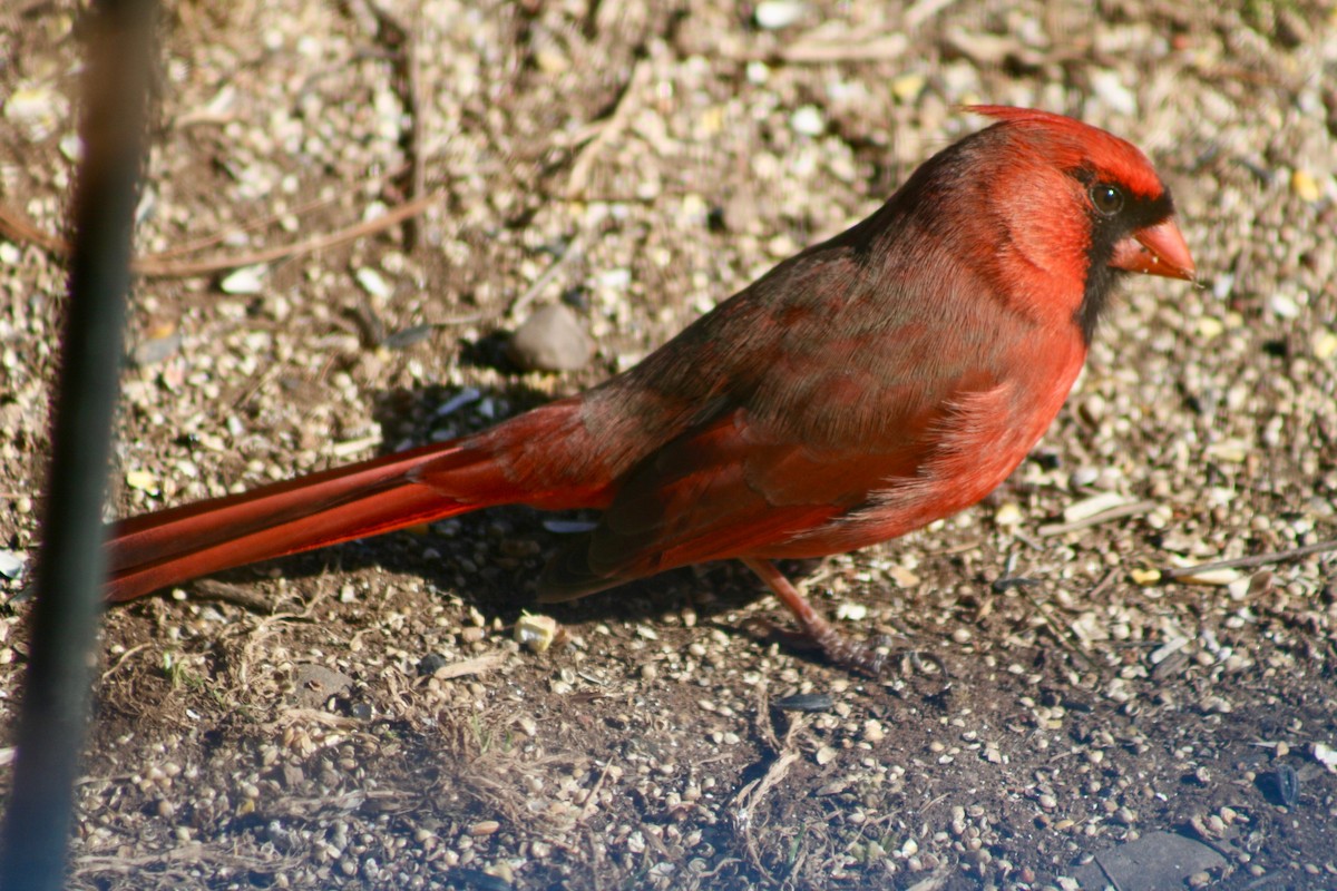 Northern Cardinal - Drew Samsoe
