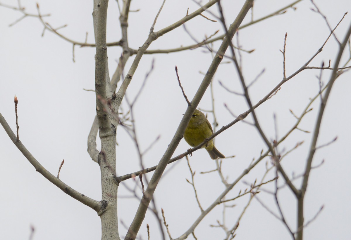 Orange-crowned Warbler - ML156254071