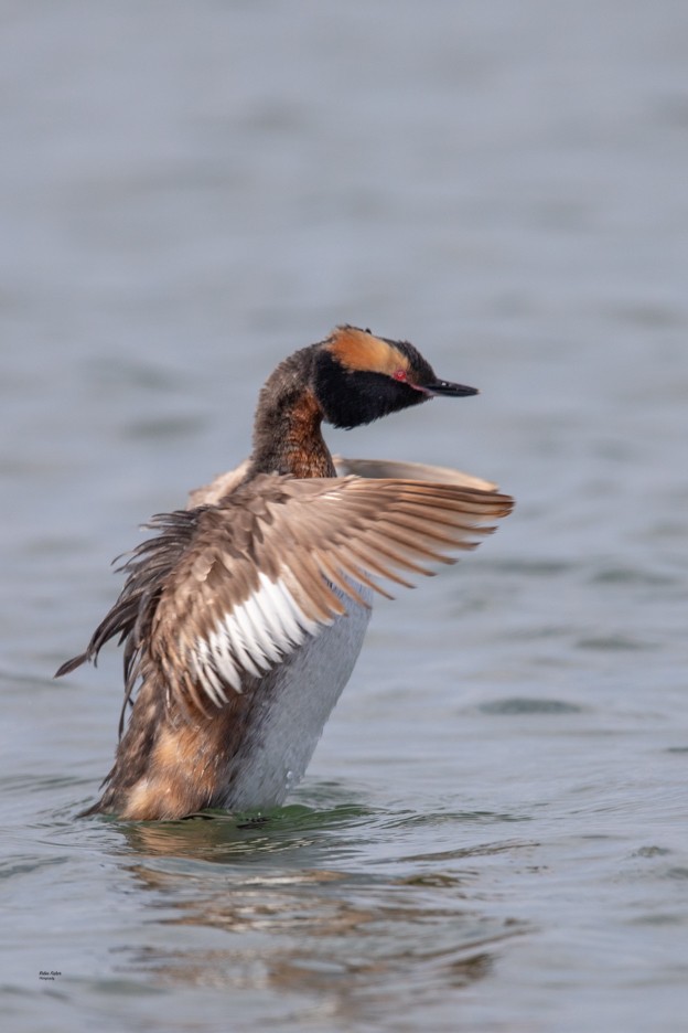 Horned Grebe - Robin Fisher