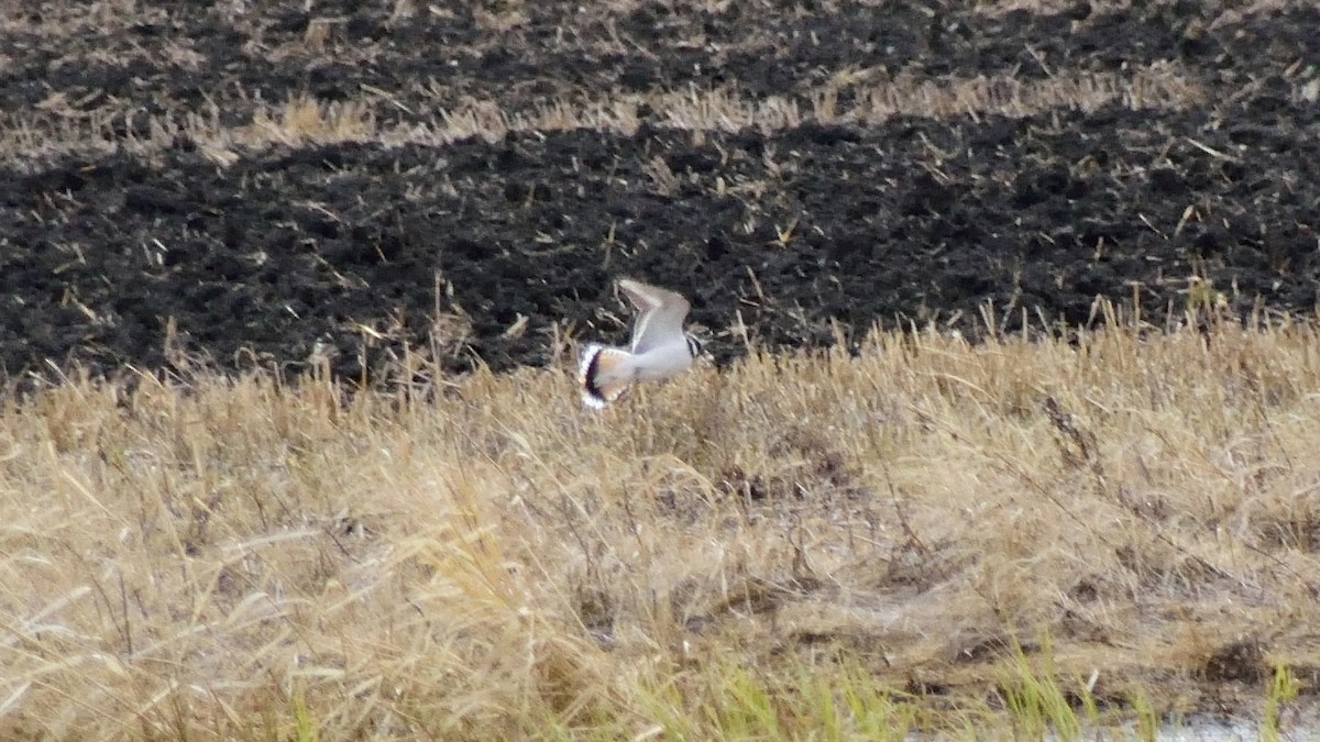 Killdeer - Mathieu Langlois