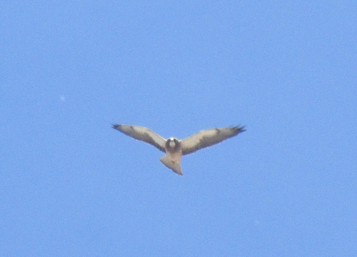 Swainson's Hawk - Stacie Grannum